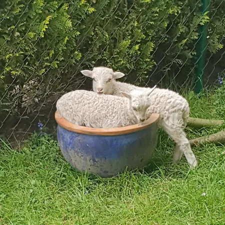 Hoffmanns-hof-sinspert