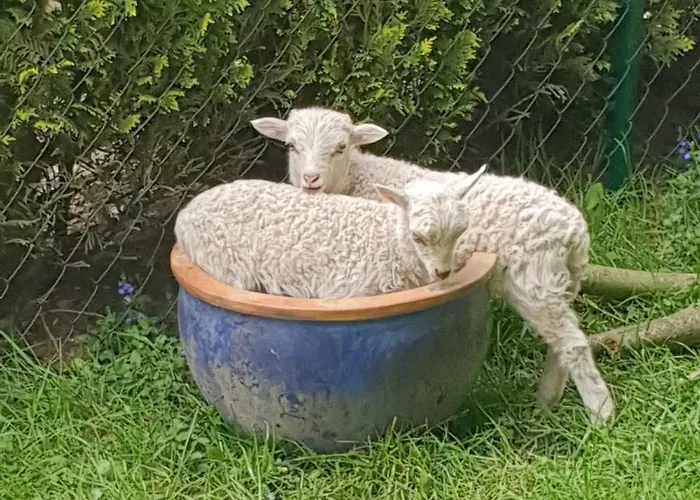 Hoffmanns-hof-sinspert